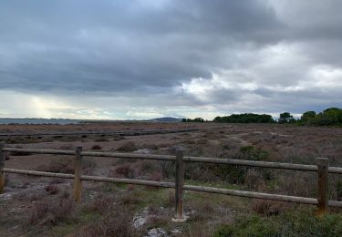 Tour Wandern Frontignan - Les Aresquiers par le bois - Photo