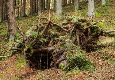 Tour Zu Fuß Kirchhundem - südlicher Rothaarsteig-Zuweg Heinsberg - Photo