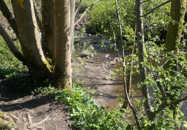 Trail Walking Malmedy - Bevercé , tros marets 14 KM - Photo