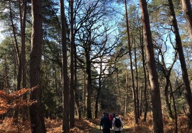 Tour Wandern Fontainebleau - Plein de vertes - Photo
