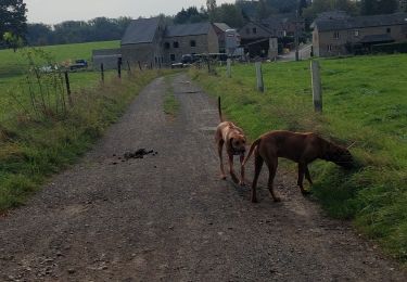 Trail Walking Esneux - hout si plou - Photo