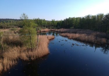 Trail On foot Roermond - Schwalmbruch W1 - Photo