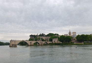 Percorso Marcia Avignone - ile de Barthelasse 1ere du top 10 des balades d Avignon... pauvres avignonais... - Photo