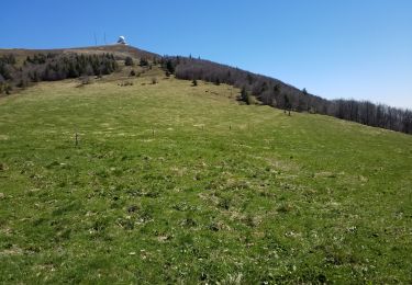 Tocht Stappen Willer-sur-Thur - Willer sur Thur col du Haag  - Photo