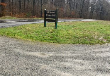 Tocht Paardrijden Hargnies - Givet Forêt dominiale de Hargnies-Laurier - Photo