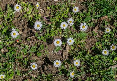 Trail On foot Conques-en-Rouergue - Sentier du Bancarel - Photo