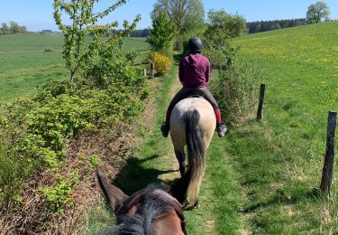 Trail Horseback riding Neufchâteau - Cousteumont Ospau - Photo
