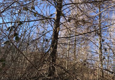 Tour Wandern Anglès - Forêt angles - Photo