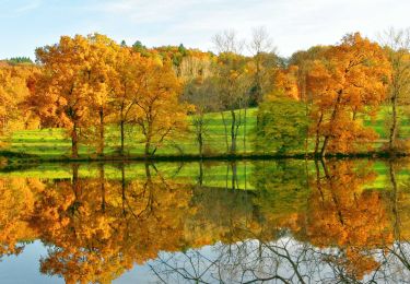 Tocht Stappen Montmorin - Montmorin_Etang_Maures - Photo
