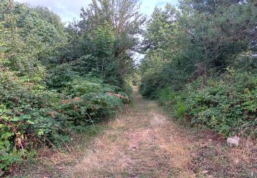 Tocht Stappen L'Albère - ullat . piste . puig orella . puig St cristau . puig orella . ullat - Photo