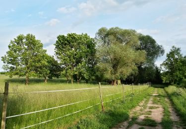 Trail On foot Schwabenheim an der Selz - Schwabenheim 4 - Photo