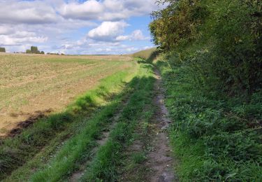 Tocht Stappen Sombreffe - Boignée Tongrinne - Photo