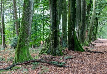 Trail On foot Haltern am See - Hohe Mark Steig (Wesel - Olfen) - Photo