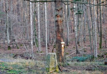 Percorso A piedi Waldenbuch - Herzog-Jäger-Pfad Premiumwanderweg - Photo