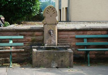 Tour Zu Fuß Neckargemünd - Rundwanderweg Büdel-Ebert-Heim 5: Ochsenkopf-Weg - Photo