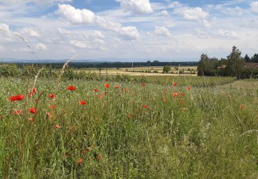 Excursión Senderismo Ribeauvillé - Alsace 4 - Photo