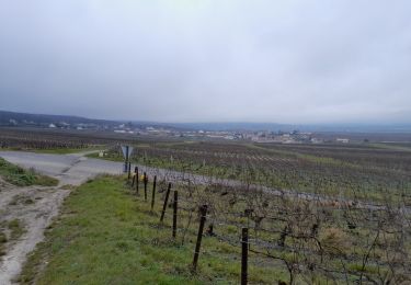 Percorso Marcia Verzy - Entre Faux et Vignes - Photo