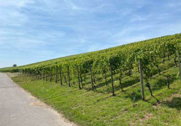 Excursión Senderismo Stadtbredimus - Stadtbremdimus 17,6 km - Photo