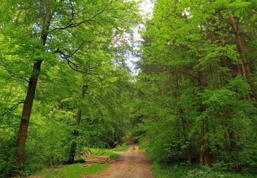 Percorso A piedi Weismain - Lions-Weg (Weismain) - Photo