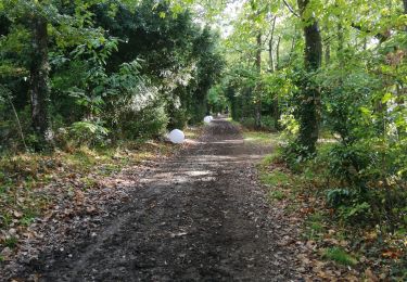 Trail Walking Le Lion-d'Angers - promenade aux haras  - Photo