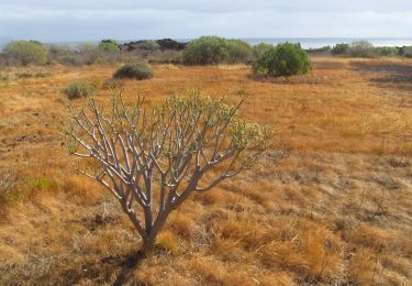 Tour Zu Fuß Güímar - Camino del Socorro - Photo