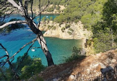 Tocht Stappen Bandol - bandol calanque D'Alon - Photo