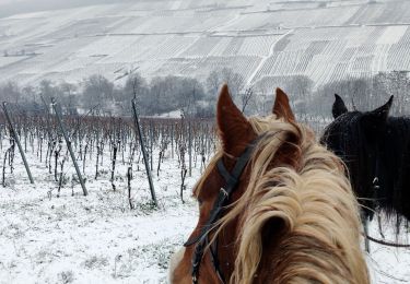 Tocht Paardrijden Rosenwiller - 2019-01-20 Balade dans la neige - Photo