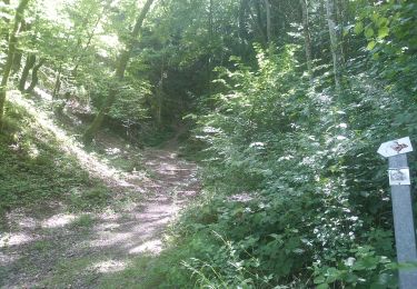 Tour Wandern Sentheim - Sentheim Buchberg - Photo