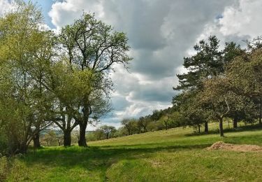 Tour Zu Fuß Oberhaid - Rundwanderweg Oberhaid grün - Photo