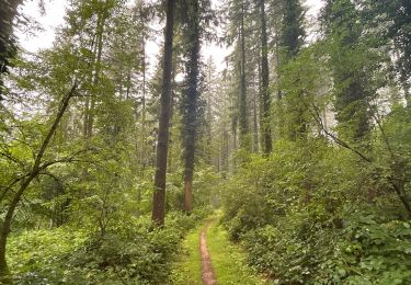 Excursión Senderismo Arlon - GR129 Frontière (décathlon) - Châtillon 27km - Photo