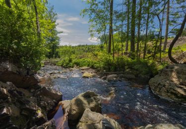 Trail Walking Malmedy - Le trôs Maret - Photo