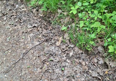 Trail Walking Villiers-Adam - fin muguet raté 07 mai 2025 - Photo