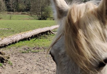 Trail Walking Saint-Brieuc-des-Iffs - St Brieuc des Iffs - Photo