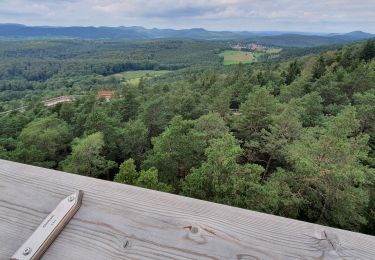 Trail Walking Drachenbronn-Birlenbach - chemin des cimes, drachenbronn - Photo