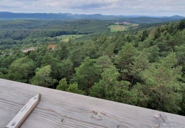 Tocht Stappen Drachenbronn-Birlenbach - chemin des cimes, drachenbronn - Photo