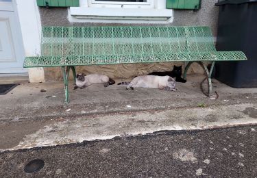 Tocht Stappen Livron - tour au bois avec 3 chats 10042021 - Photo