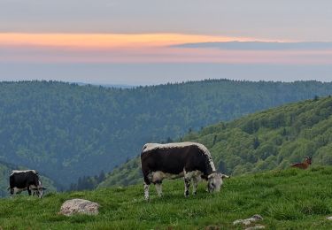 Percorso Marcia Sondernach - 2023-05-19 WE Marche Bivouac Massif du Hohneck - Photo