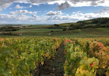 Percorso Marcia Sézanne - Boucle entre vignes et bois autour de Sezanne  - Photo