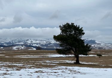 Tour Wandern Besse-et-Saint-Anastaise - Champs Besse - Photo