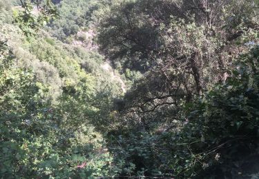 Excursión Senderismo Céret - Les balcons de Céret  - Photo