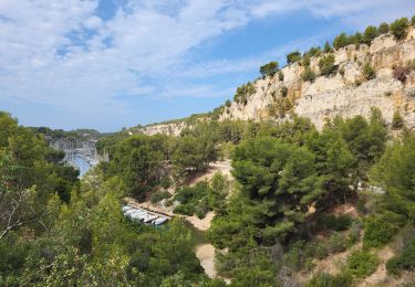 Trail Walking Cassis - Calanques de Port Miou, Port Pin et d'En Vau - Photo