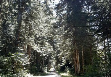 Tour Wandern Grande-Rivière-Château - chaux des pres - Photo