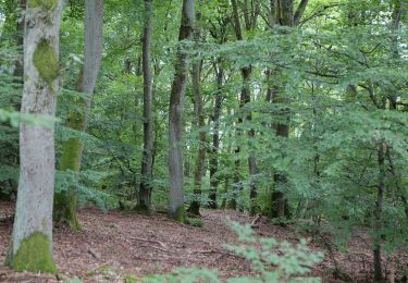 Tour Zu Fuß Kelkheim - Hollerbusch: Eule - Photo