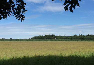 Tocht Stappen Tintigny - À l’ombre de la forêt gaumaise - Photo