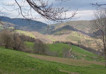 Tocht Mountainbike Fréland - Voirimont Barlin Chamont - Photo