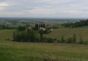 Randonnée Marche Lisle-sur-Tarn - Saint Salvy de Coutens - Photo