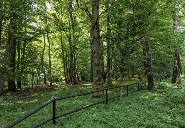 Excursión A pie Koclířov - NS Hřebečské důlní stezky - Photo