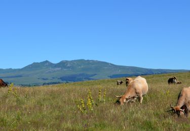 Trail Walking Égliseneuve-d'Entraigues - Egliseneuve_Entraigues_Cime_Pres - Photo
