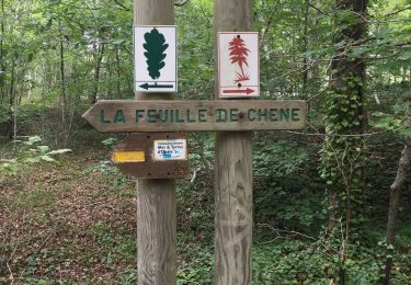 Trail Walking Le Touquet-Paris-Plage - Les chênes  - Photo