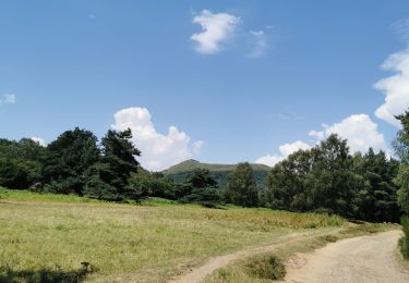 Excursión Senderismo Orcines - puys pariou, ciersou, grand suchet  - Photo